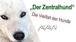 Die Vielfalt der Hunde  Der Zentralhund  Portrait von Maja Nowak [upl. by Tadashi]