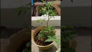 Cherry 🍒 tomato 🍅 update terracegarden cherrytomamto [upl. by Burner971]