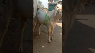 Bolna wala bakra akkad bakkad bambaa boooo viral shorts [upl. by Euqinor241]