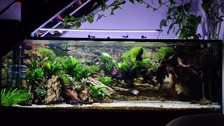 Comunitario plantado de loricáridos 1000 L 2 años Natural pleco tank [upl. by Jaquelyn337]