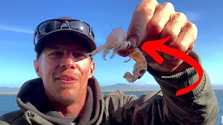 HOW TO CATCH Black Rockfish Sea Bass Striped Surfperch Kelp Greenling  Jetty Fishing Catch amp Cook [upl. by Ambros]