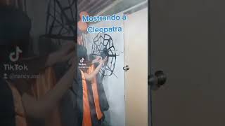 Mostrando a witsi araña halloween party funny [upl. by Dinny179]