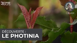 Découverte  Le photinia [upl. by Enoj306]