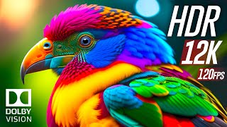 Best of Dolby Vision 12K HDR 120fps [upl. by Ytsirk442]