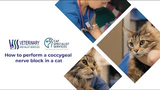 How to perform a coccygeal nerve block in a cat [upl. by Yelkcub247]