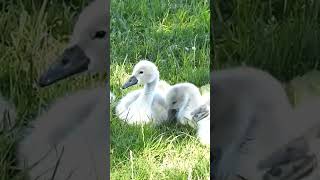 Mamma cigno con i suoi piccoli sul lago di Angera naturecignooche [upl. by Wendie638]