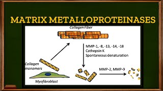 L213 Tertiary or Gelatinase granules in Neutrophils Matrix Metalloproteinases [upl. by Zobe]