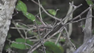 Locust plague keeps region in southern Mexico on alert [upl. by Flavio]