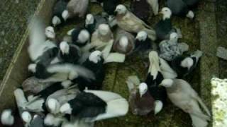 Pigeons For sale In Michigan Colored Bald Head Roller Pigeons [upl. by Aivatal]