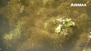 Airmax® Algae Defense® – Pond Algae Removal [upl. by Resaec]