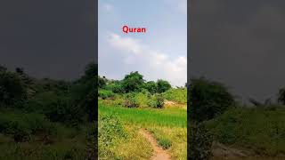 Quran translation l Hindi Urdu qurantranslation islamicstatus quran shorts [upl. by Ataynek]