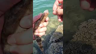 BABY FLAT HEAD x CATCH AND RELEASE kftvtoconnectandentertain itsmorefuninfishing [upl. by Stearns]