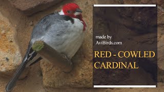 RedCowled Cardinal Paroaria Dominicana [upl. by Avika]