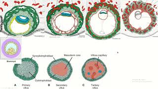 Placental chorionic villus and its parts placenta embryology fetaldevelopment [upl. by Ara849]