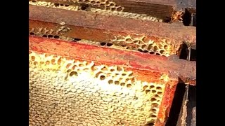 9082024 BEES Taking the first honey crop from the swarm hives [upl. by Judsen]