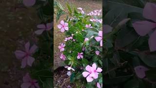 Sadabahar ka phool flowers youtube shorts [upl. by Relyt181]