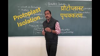 Protoplast Isolation प्रोटोप्लास्ट पृथक्करण [upl. by Mccutcheon675]