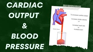 CARDIAC OUTPUT amp BLOOD PRESSURE  PHYSIOLOGY  NOTES [upl. by Materi944]