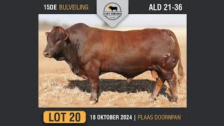 Lot 20  Vlakte Bonsmara Bulveiling  18 Okt 2024 [upl. by Dierdre361]