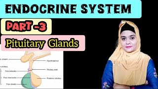 pituitary gland ✓😊❤  structure and function of pituitary gland  bscnursing trendingvideo [upl. by Docia]