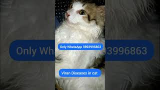 Viral Disease in cat viraldisease cat disease cat ko kaise thik kare catshorts [upl. by Stephenson]