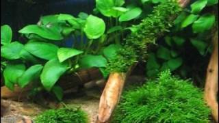 My Corydoras Tank [upl. by Lennahs989]