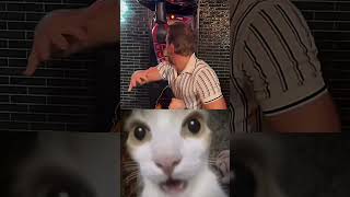 Whos at Fault💀🤣 funny meme viralshort cat [upl. by Herold666]