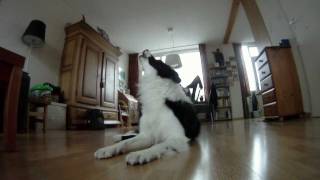 Border collie howling at baby commercial [upl. by Stirling838]