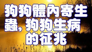 狗狗體內寄生蟲狗狗生病的征兆 [upl. by Tito]