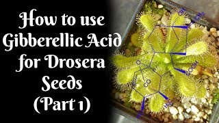 How to use Gibberellic Acid for stubborn Drosera seeds Part 1 [upl. by Abad]