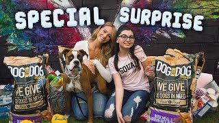 BOXER RESCUE w BRYANA HOLLY [upl. by Aicina]