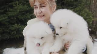 Samoyed Dog breed  A MustWatch for Dog Lovers [upl. by Papke]