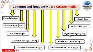 culture media microbiology  common and frequently used microbial culture media culture media [upl. by Abbotson]