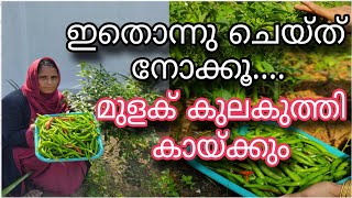 മുളക് കുലകുത്തി കായ്ക്കാൻ ഇത് പോലെ ചെയ്ത് നോക്കൂ  Mulaku Krishi  Chilli farming tips Malayalam [upl. by Wash]