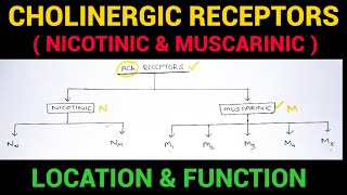 Autonomic Pharmacology  3  Cholinergic Receptors  EOMS [upl. by Reeta879]