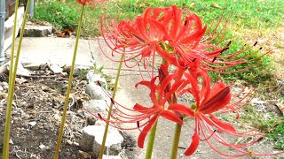 Spider Lily  Blooming and Fading [upl. by Josephine349]