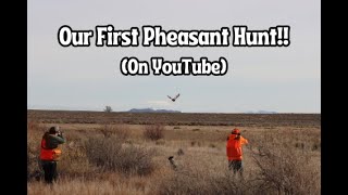 Our First Pheasant Hunt On YouTube [upl. by Renata460]