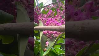 Showy medinilla garden flowers gardenflowers nature [upl. by Lauretta337]