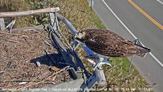 Juvenile Osprey visits Barnegat Light Osprey Cam Nest  October 13 2023 [upl. by Eillo906]