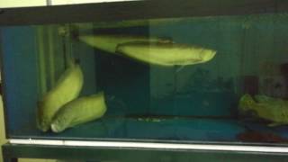 Silver Arowanas breed in tank [upl. by Audre]