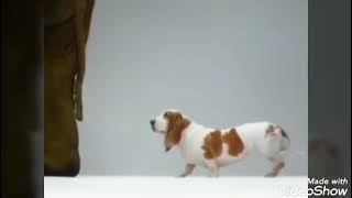 Rspca ad Australia 2010 [upl. by Ailhad]