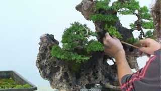 Bonsai  DVD  Planet Bonsai 2  Felsengestaltung  Werbetrailer [upl. by Norrahs]