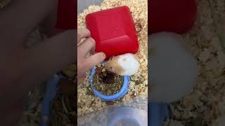 Anne hamster’a çaktırmadan yavruları kontrol edip kokunun kaynağını bulmam gerek😢 hamsters merak [upl. by Noffets]