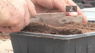 How To Plant Seeds in Starting Trays [upl. by Airym958]