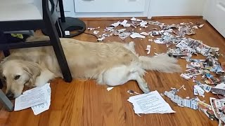 Ultimate Guilty Dogs Video Compilation  The Pet Collective [upl. by Rodd]