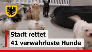 Veterinäramt rettet mehr als 40 Hunde aus einer Wohnung in Dortmund [upl. by Jessika]