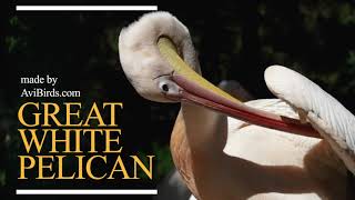 Great White Pelican Pelecanus Onocrotalus [upl. by Hobie]