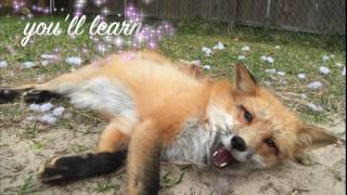 What its like to have a pet fox [upl. by Aenat]