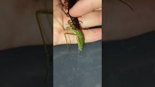 Cute scolopendra eats centipede scolopendra [upl. by Rebecca]