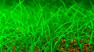 How to create a Dwarf Hairgrass CARPET  Cómo tapizar con Eleocharis parvula EnglishEspañol ᴴᴰ [upl. by Naresh]